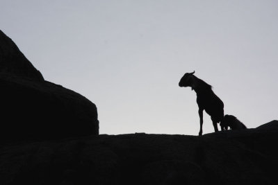 Goats at Arjuna's Penance