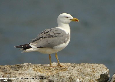 Goéland leucophée, Larus michahellis