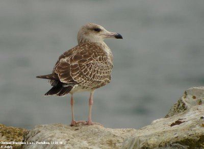 Goéland leucophée, Larus michahellis