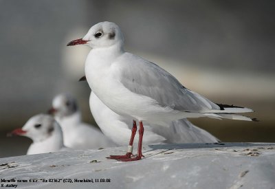 Mouette rieuse, Larus ridibundus