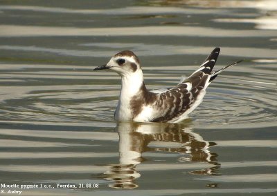 Mouette pygmée, Hydrocoloeus minutus