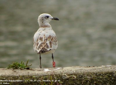 Mouette mélanocéphale, Larus melanocephalus