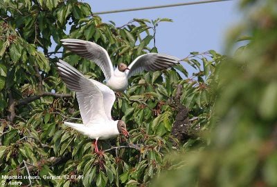 Mouette rieuse, Larus ridibundus