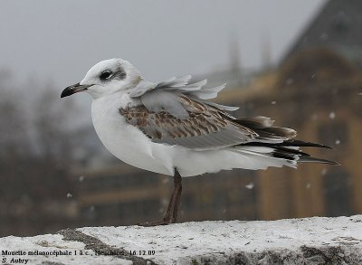 Mouette mélanocéphale, Larus melanocephalus