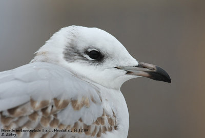Mouette mélanocéphale, Larus melanocephalus