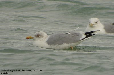 Goland argent, Larus argentatus