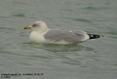 Goland argent, Larus argentatus