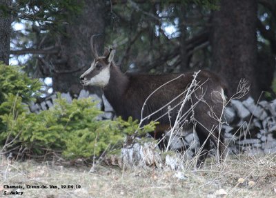 Chamois, Rupicapra rupicapra