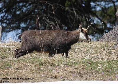 Chamois, Rupicapra rupicapra