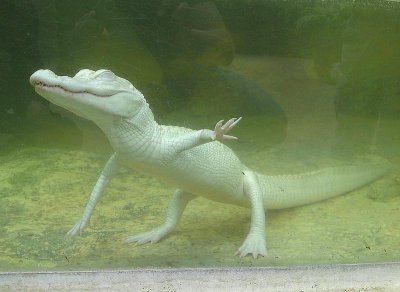Alligator albinos