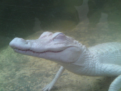 Alligator albinos