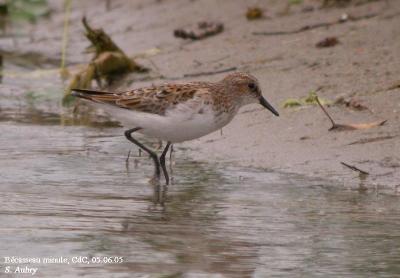 Bcasseau minute, Calidris minutus