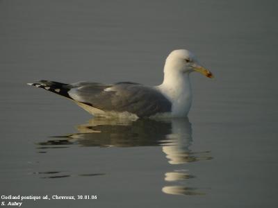 Goland pontique, Larus cachinnans