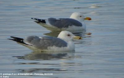 Goland pontique, Larus cachinnans