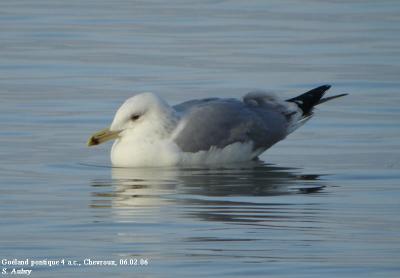 Goland pontique, Larus cachinnans