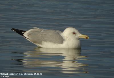 Goland pontique, Larus cachinnans