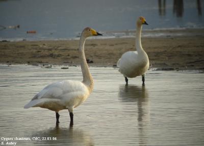 Cygne chanteur, Cygnus cygnus