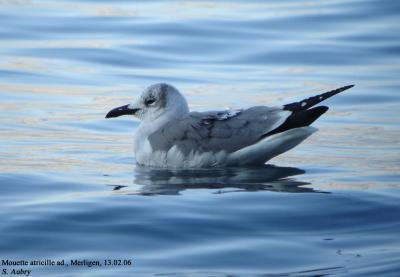 Laughing Gull / Mouette atricille