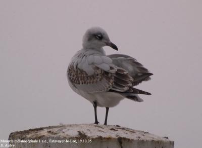 Mouette mélanocéphale, Larus melanocephalus