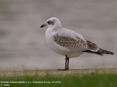 Mouette mélanocéphale, Larus melanocephalus