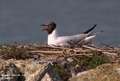 Mouette rieuse, Larus ridibundus