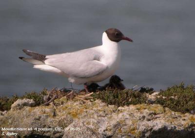 Mouette rieuse, Larus ridibundus