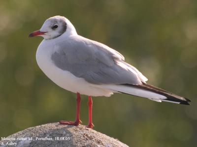 Mouette rieuse, Larus ridibundus