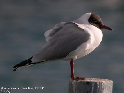 Mouette rieuse, Larus ridibundus