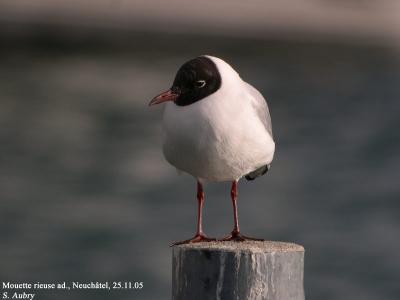 Mouette rieuse, Larus ridibundus
