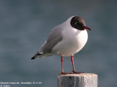 Mouette rieuse, Larus ridibundus