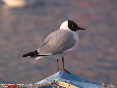 Mouette rieuse, Larus ridibundus