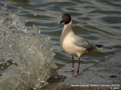 Mouette rieuse, Larus ridibundus
