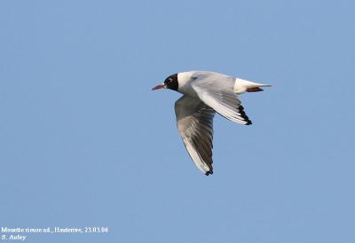 Mouette rieuse, Larus ridibundus