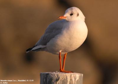 Mouette rieuse, Larus ridibundus