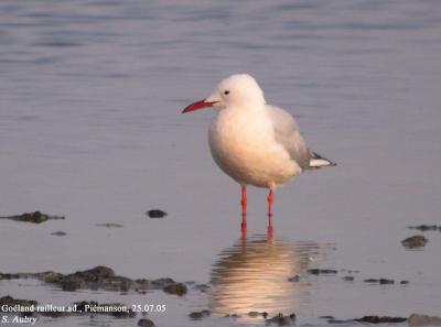 Goland railleur, Larus genei