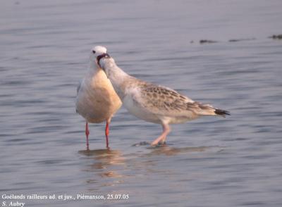 Goland railleur, Larus genei