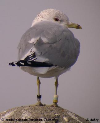 Common Gull / Goéland cendré