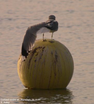 Goland cendr, Larus canus