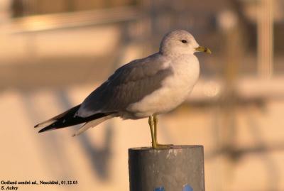 Goland cendr, Larus canus