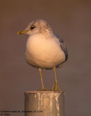 Goland cendr, Larus canus