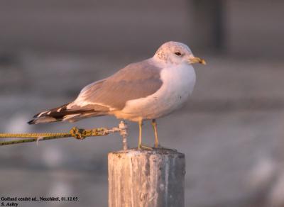 Goland cendr, Larus canus