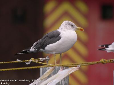 g3/09/645509/3/58854752.fuscus9.jpg