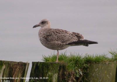 Goland brun, Larus fuscus