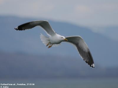 g3/09/645509/3/58854896.fuscus25.jpg