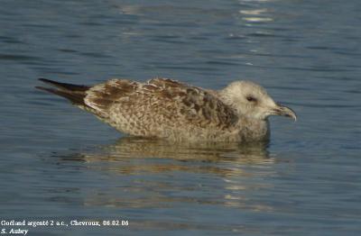 Goland argent, Larus argentatus