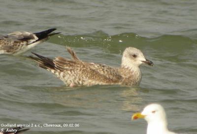 Goland argent, Larus argentatus