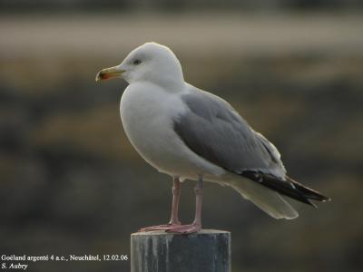 Goland argent, Larus argentatus