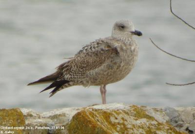 Goéland argenté, Larus argentatus