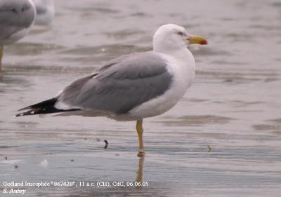 Goéland leucophée, Larus michahellis