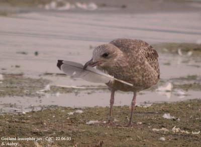 Goland leucophe, Larus michahellis